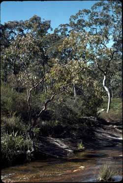 APII jpeg image of Eucalyptus interstans  © contact APII