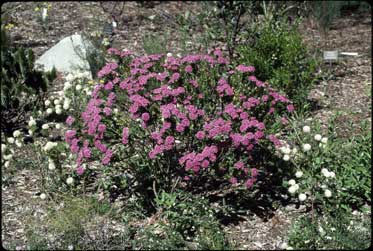 APII jpeg image of Pimelea ferruginea 'Bonne Petite'  © contact APII