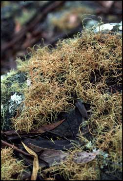 APII jpeg image of Usnea rubicunda  © contact APII