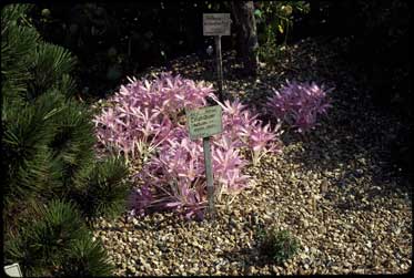 APII jpeg image of Colchicum laetum  © contact APII