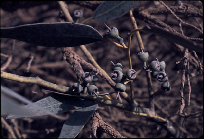 APII jpeg image of Eucalyptus yalatensis  © contact APII