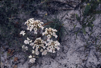 APII jpeg image of Stylidium guttatum  © contact APII