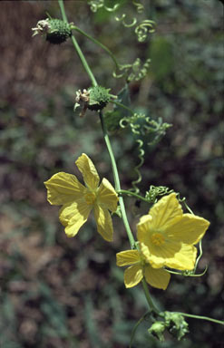 APII jpeg image of Luffa graveolens  © contact APII