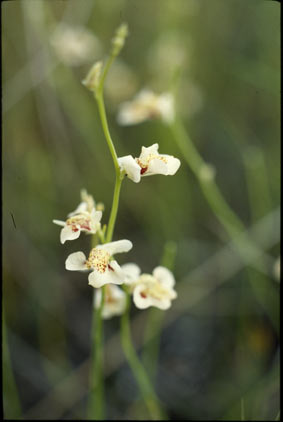 APII jpeg image of Utricularia fulva  © contact APII