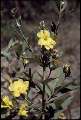 APII jpeg image of Hibbertia brownii  © contact APII