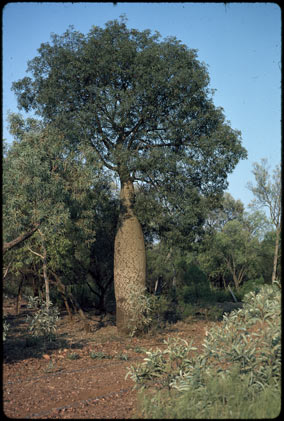 APII jpeg image of Brachychiton rupestris  © contact APII