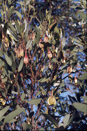 APII jpeg image of Eucalyptus dolichorhyncha  © contact APII