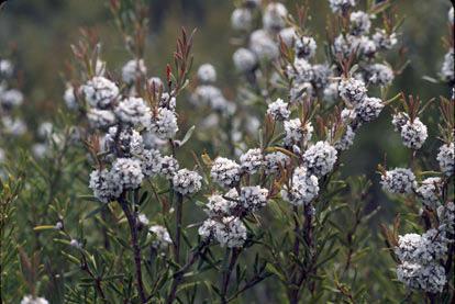 APII jpeg image of Taxandria linearifolia  © contact APII