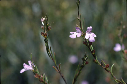 APII jpeg image of Hemigenia westringioides  © contact APII