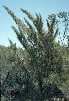 APII jpeg image of Casuarina pinaster  © contact APII