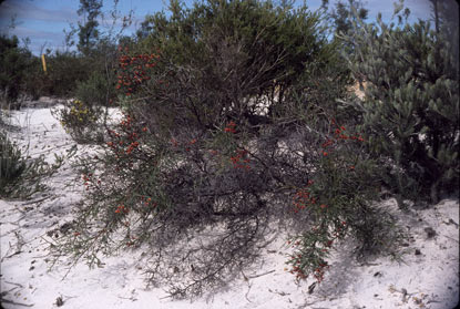 APII jpeg image of Daviesia divaricata subsp. divaricata  © contact APII