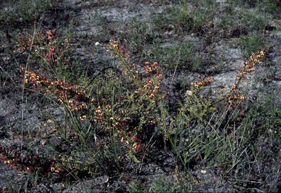 APII jpeg image of Daviesia microphylla  © contact APII