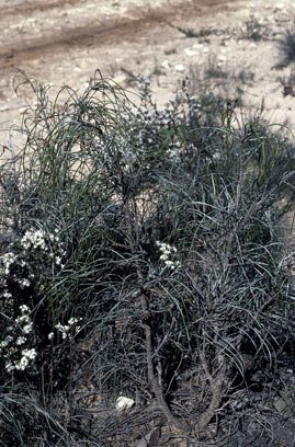 APII jpeg image of Allocasuarina scleroclada  © contact APII