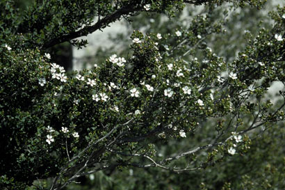 APII jpeg image of Leptospermum nitens  © contact APII