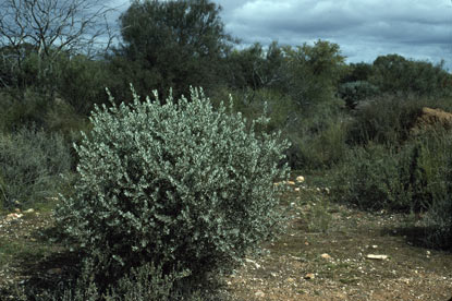 APII jpeg image of Eremophila youngii subsp. youngii  © contact APII