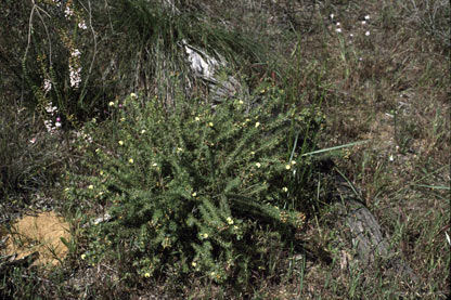 APII jpeg image of Gompholobium tomentosum  © contact APII