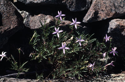 APII jpeg image of Isotoma axillaris  © contact APII