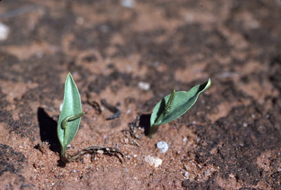 APII jpeg image of Ophioglossum polyphylum  © contact APII