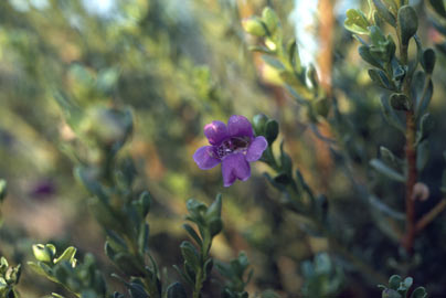 APII jpeg image of Eremophila platythamnos  © contact APII