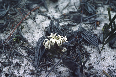 APII jpeg image of Grevillea prostrata  © contact APII