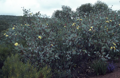 APII jpeg image of Eucalyptus preissiana subsp. preissiana  © contact APII