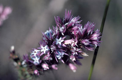 APII jpeg image of Andersonia caerulea  © contact APII