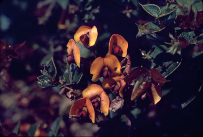 APII jpeg image of Daviesia crenulata  © contact APII