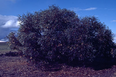 APII jpeg image of Eucalyptus burracoppinensis  © contact APII