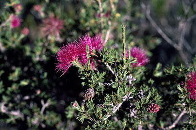 APII jpeg image of Beaufortia schaueri  © contact APII