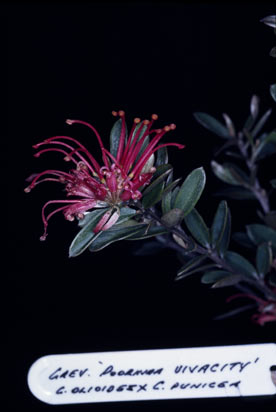 APII jpeg image of Grevillea 'Poorinda Vivacty'  © contact APII