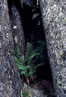 APII jpeg image of Polystichum proliferum  © contact APII