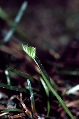 APII jpeg image of Schizaea rupestris  © contact APII