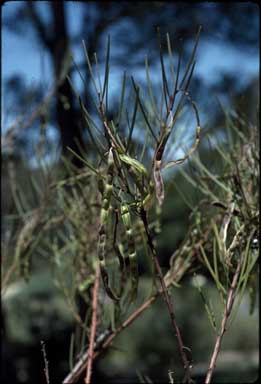 APII jpeg image of Acacia elongata  © contact APII