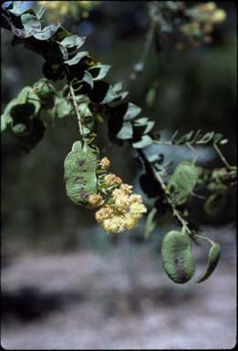 APII jpeg image of Acacia uncinata  © contact APII