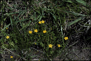 APII jpeg image of Hypericum japonicum  © contact APII