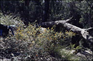 APII jpeg image of Pultenaea scabra  © contact APII