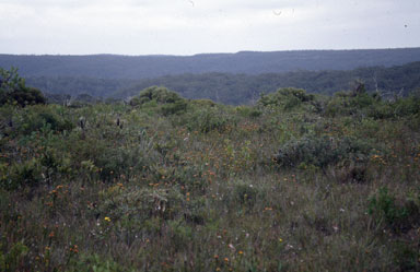 APII jpeg image of Pultenaea tuberculata  © contact APII