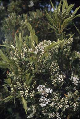 APII jpeg image of Leucopogon muticus  © contact APII