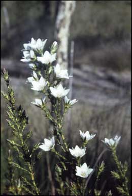 APII jpeg image of Sprengelia sprengelioides  © contact APII