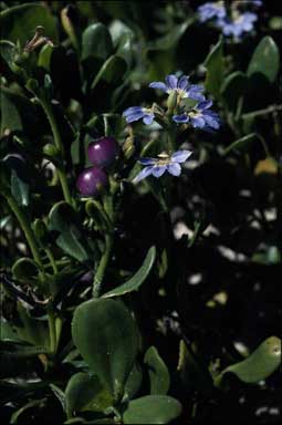 APII jpeg image of Scaevola calendulacea  © contact APII