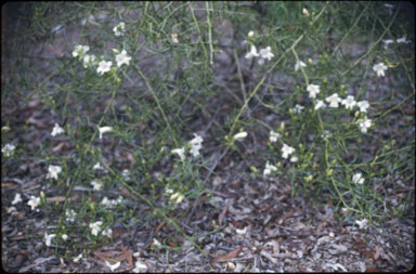 APII jpeg image of Eremophila polyclada  © contact APII