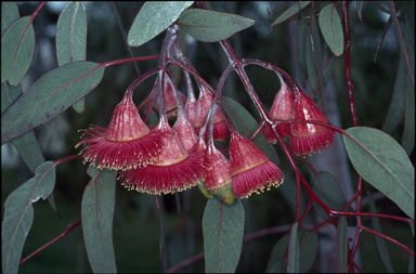 APII jpeg image of Eucalyptus caesia  © contact APII