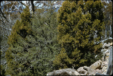 APII jpeg image of Nothofagus gunnii,<br/>Athrotaxis selaginoides  © contact APII