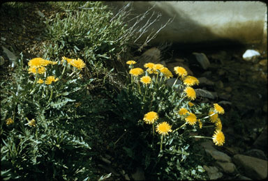 APII jpeg image of Taraxacum officinale  © contact APII