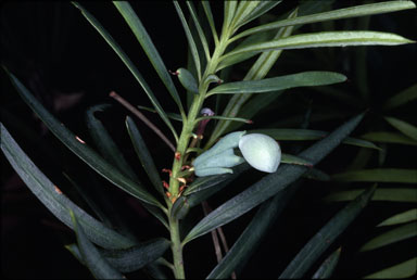 APII jpeg image of Podocarpus spinulosus  © contact APII