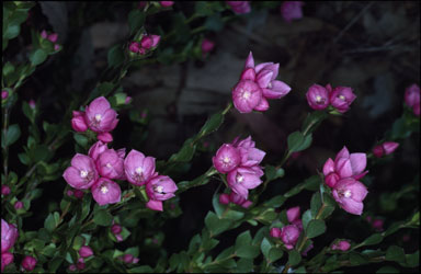 APII jpeg image of Boronia serrulata  © contact APII