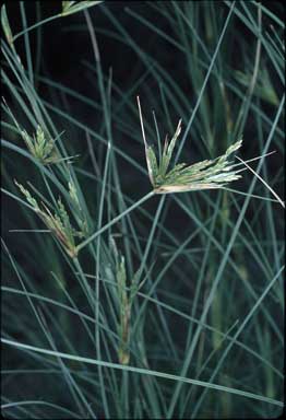 APII jpeg image of Spinifex longifolius  © contact APII