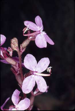 APII jpeg image of Stylidium graminifolium  © contact APII