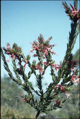 APII jpeg image of Styphelia triflora  © contact APII