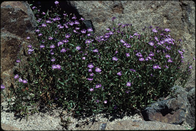 APII jpeg image of Mimulus gracilis  © contact APII